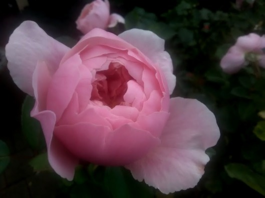 rose26
