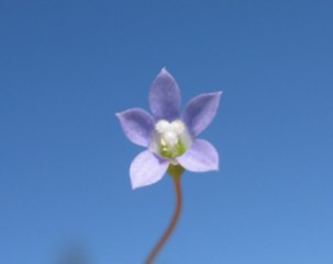 Wahlenbergia_gracilis_flower10_DC_-_Flickr_-_Macleay_Grass_ManHarryRose